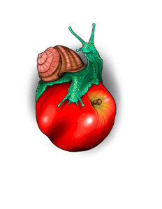 Snail Apple